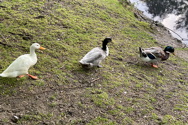 Getting your ducks in a row