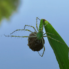 Green lynx spider with egg sac