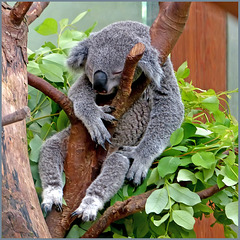 Koala in full action