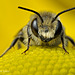 Solitary Bee Portrait