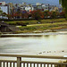 The Duck River, Kyoto