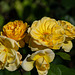 Yellow roses viewed from above