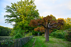 Aumühle 2015 – Tree on the bank of the Mühlenteich