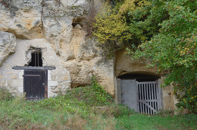 Caves troglodytes