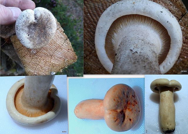 Any ID ideas? Mushroom growing in flowerbed next to lawn in northern Scotland.
