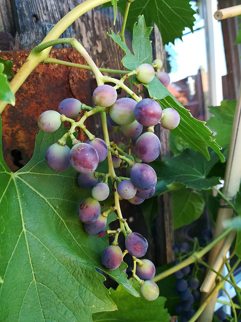 Traube - Grape 5