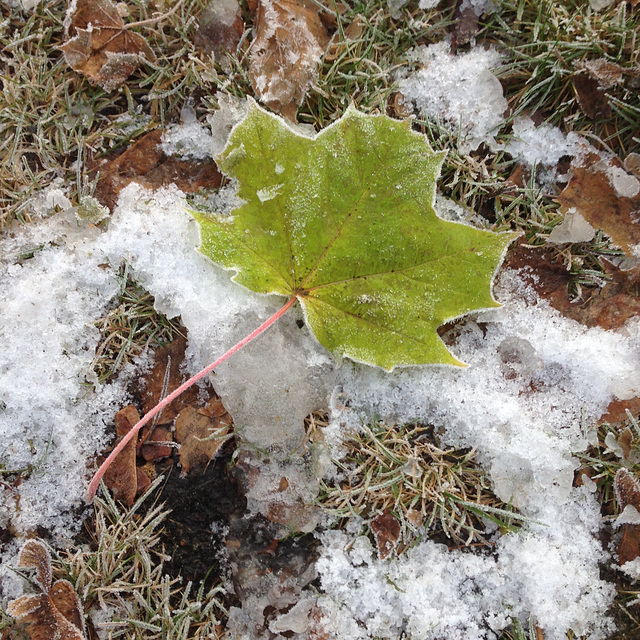 Marple Leaf and Ice!