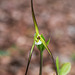 Isotria verticillata (Large Whorled Pogonia orchid)