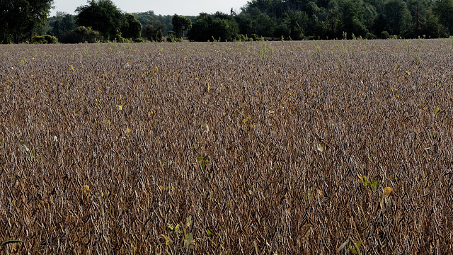 Soybeans in Brown