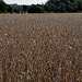 Soybeans in Brown