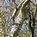 Treecreeper on Silver Birch