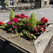 Old Glossop flowers