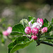 Apple Blossom-DSZ2263