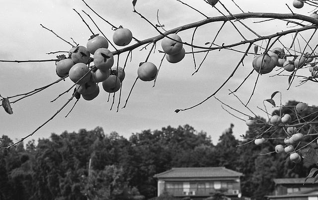 Persimmons and a house