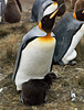 King Penguin and small chick, Volunteer Point, East Falkland, 1987