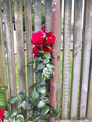 Roses On A Fences.