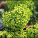 Euphorbia characias subp wulfenii (1)