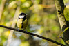 Great Tit