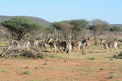 Namibia, A Small Herd of Zebras in the Erindi Game Reserve