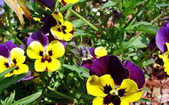 Lovely Pansy Faces