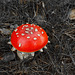 Evening mushroom