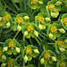 Euphorbia characias subp wulfenii (2)