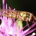 IMG 4789Hoverfly