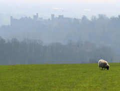 Arundel Castle and sheep