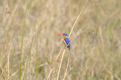 Malakitkresta alciono. Bedaŭrinde, mia lenso ne estas sufiĉe kvalita :(. Okavango-Delto