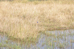 Juveleto meze de la kreskaĵoj. Malakitkresta alciono. Okavango Delto