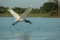 A Jabiru Stork