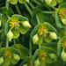 Euphorbia characias subp wulfenii (3)