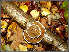 Truffle mushroom