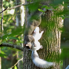 White squirrel nursing