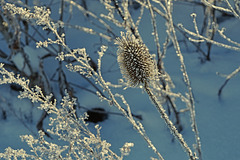 Eisblumen - Iceflowers