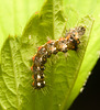 EF7A4146 Caterpillar