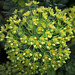 Euphorbia characias subp wulfenii (4)
