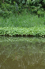 Floating water-plants