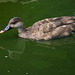 paddling duck