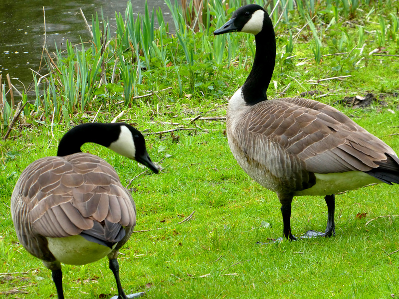 Canadian brent goose