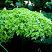 Hydrangea arborecens Annabelle