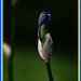 Sorprendente capullo de iris bulbosa+(1PiP)