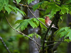 House finch singing in the woods