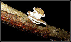 Again Truffle mushroom