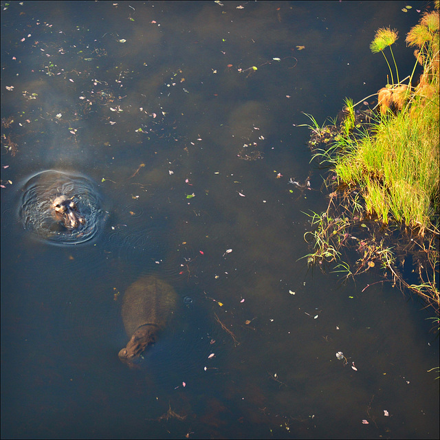 Hippopotamus amphibius.