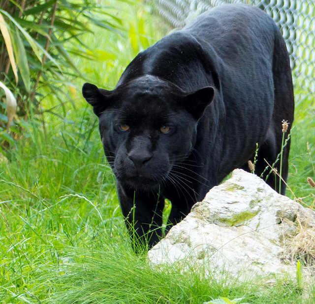 Panther (1)