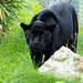 Panther (1)