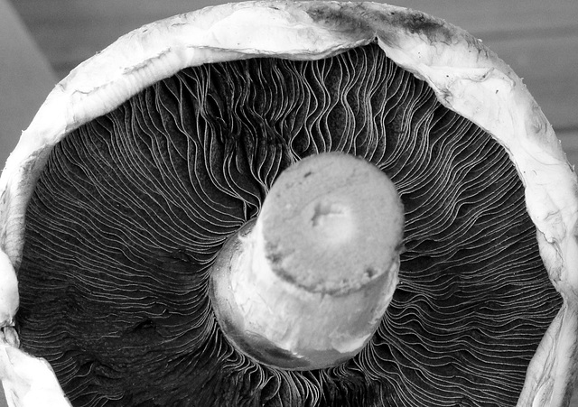 mushroom art