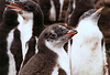 Gentoo Penguin chick, Bertha's Beach, East Falkland, 1987
