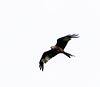 Red Tailed Kite crop and enlarged